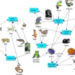 what is the food chain in the amazon rainforest
