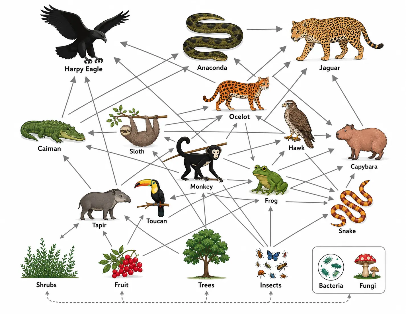Understanding the Amazon Food Web: A Deep Dive into the Tropics