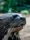 Sandoval Lake Peru Amazon tour 5 Days