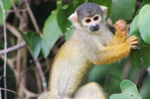 Tambopata Monkeys (3)
