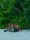 Wildlife Immersion - Stay in front of Lake 4D
